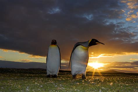 The King Penguin Colony On South Georgia Island In