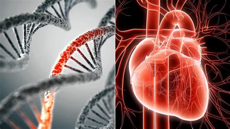 Can You Overcome Your Genetic Risk of Heart Disease? | Everyday Health