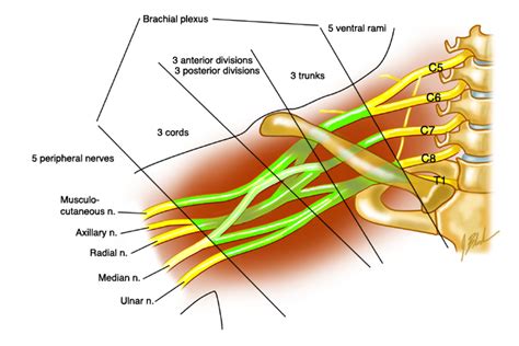 Brachial Plexus Cervical Sympathetic Trunk Brachial Plexus Nerves Images