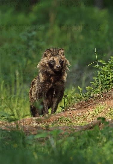 Raccoon Dog Photo12 Imagebroker Neil Bowman