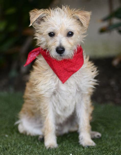 Adopt Sprout On Petfinder Terrier Dogs Adoption Pets