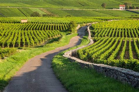 Most Popular Destinations For White Wine Lovers Wine Lovers White