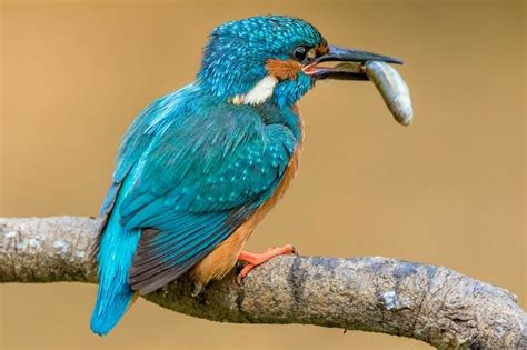 38 Birds That Eats Fish In Ponds And Seawith Images