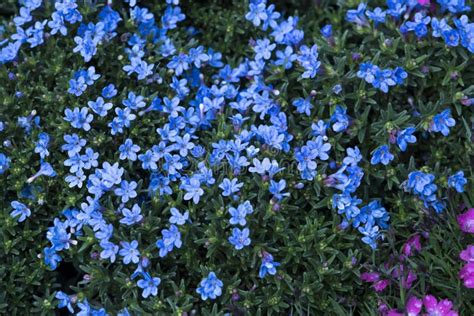 9358 Little Blue Flowers Meadow Stock Photos Free And Royalty Free