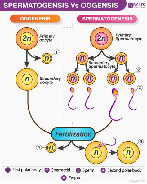 Difference Between Gametogenesis And Spermatogenesis Annahof Laabat