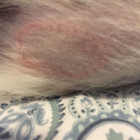 How Can I Tell If My Cat Has Ringworm