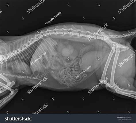 X Ray Thorax Abdomen Female Cat Stock Photo Edit Now 1862494033