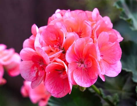 Top 10 Easy Growing Winter Annual Flowers What You Need To Know