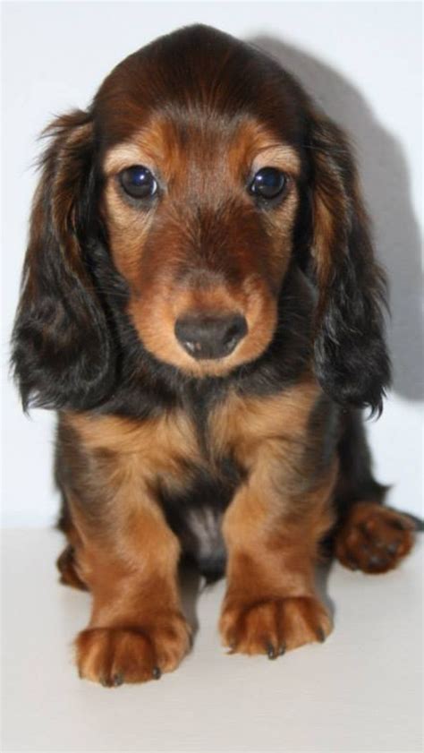 Adorable Doxie Puppy Cute Puppies Cute Dogs Long Haired Dachshund