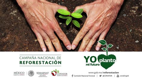 top 187 imágenes de reforestación smartindustry mx
