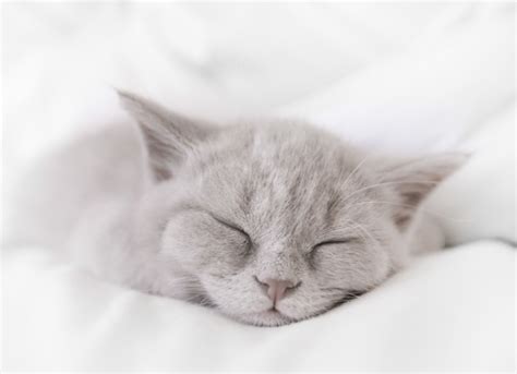 As a disease of the eyelids, it may result as an extension of skin disease elswhere in the body, e.g seborrhoeic, ulcerative, mycotic. Cat Snoring: Is It Normal? | PetMD