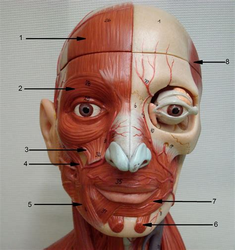 Working in pairs on the. Anatomy Lab Photographs Face Muscles