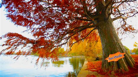 Autumn Willow Pond Screensaver And Live Animated Wallpaper