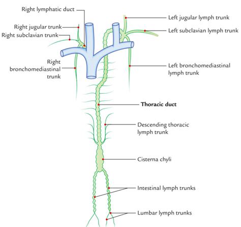 Thoracic Duct Formation Course Connection Tributaries And