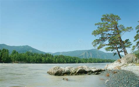 Beautiful Landscape With Pine Tree On The River Bank Stock Photo