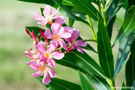 Laurier Rose De Tahiti Oleander Tahiti Heritage