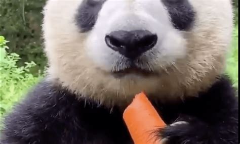 Heres A Giant Panda Chewing Loudly On A Big Ass Carrot Boing Boing