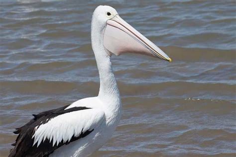 Birds With Long Beaks 24 Species With Pictures Wildlife Informer