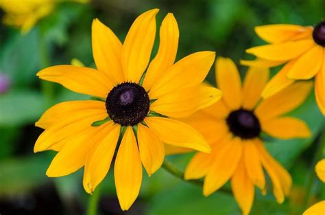 Black Eyed Susan Flower Meaning Types And Uses Petal Republic