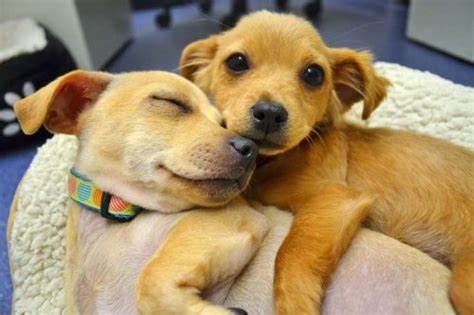 Temporarily housing animals in shelters keeps them from being loose on the streets, where they struggle to find. Pet Adoption Campaign: Find Your Soulmate - FIREANT STUDIO