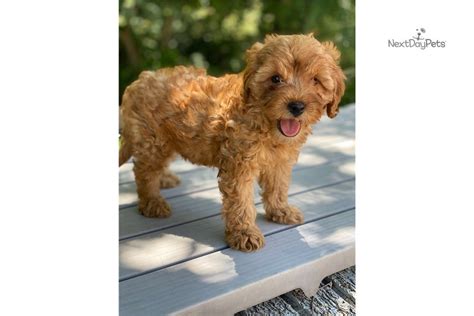 Miniature cavapoo puppies for sale in texas. Rosco: Cavapoo puppy for sale near Dallas / Fort Worth ...