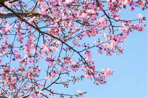 Free Images Tree Branch Sky Flower Petal Spring Pink Flora