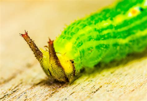 Free Images Leaf Animal Green Insect Moth Yellow Fauna