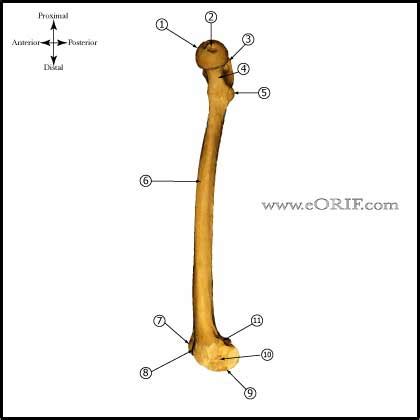Check out epicondyle's art on deviantart. Femur Anatomy | eORIF