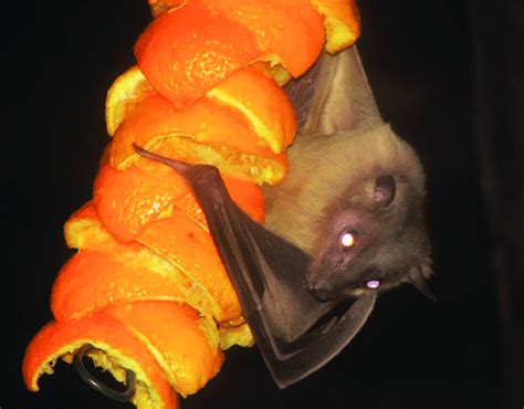 An Egyptian Fruit Bat Rousettus Aegyptiacus Clings To Pieces Of