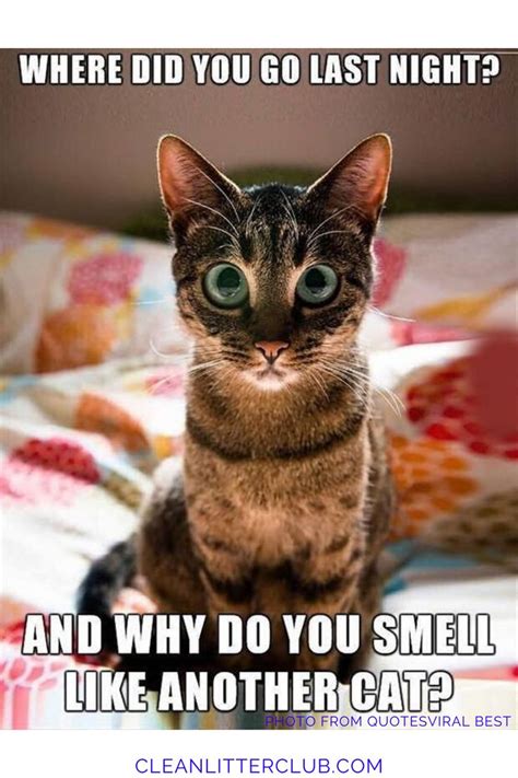 Funny Cat Memes With Captions