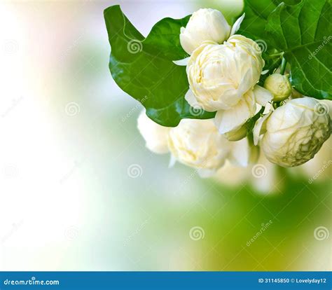 Beautiful White Jasmine Flowers Stock Photo Image Of Bush Bloom