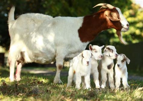 Selection Of Goats For Meat Purpose