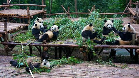 Giant Panda Chengdu Research Base Of Giant Panda Breeding
