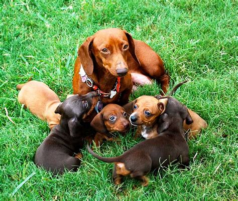 Dachshund Information And Dog Breed Facts Pets Feed