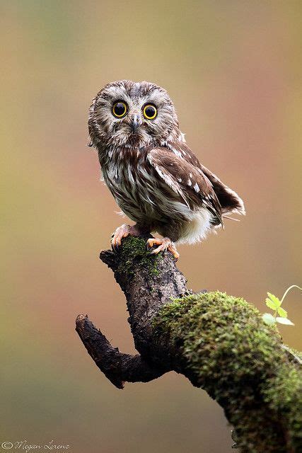 Owl Owl Photos And Cute Owl On Pinterest