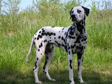 Dalmatian Dog Temperament