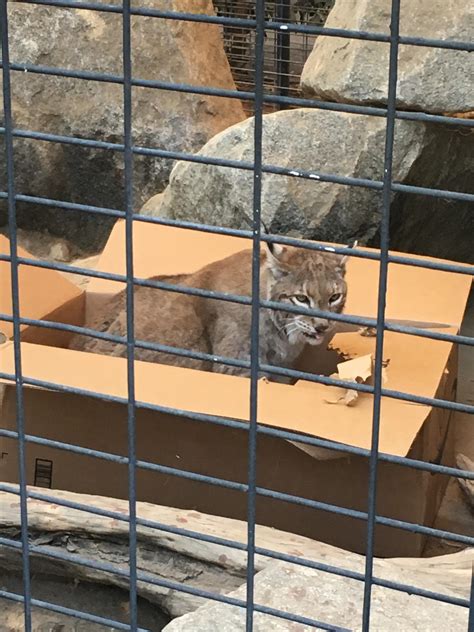 Lynx In Box Catsinboxes