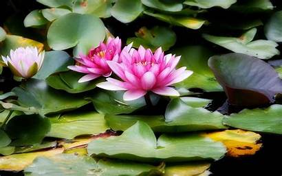 Lily Water Lilies Wallpapers Flowers Pond Pink