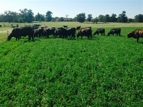 Cattle Grazing Alfalfa Forage Fax