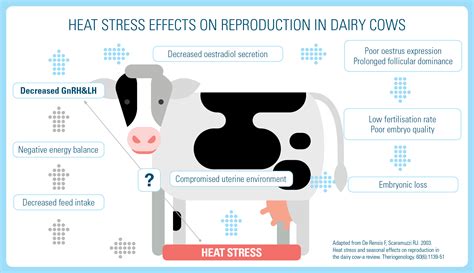 Heat Stress In Dairy Cows