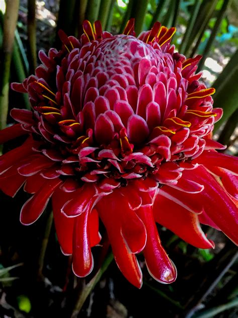 The Graceful Beauty Of A Rainforest Flower Thirdeyemom