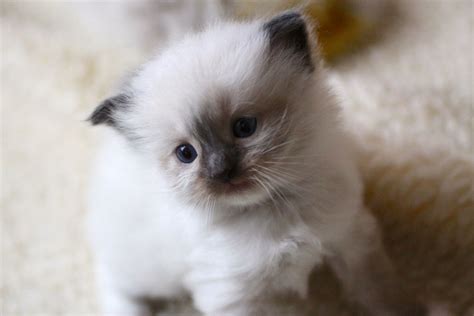 Very Cute 4 Week Old Angelheart Ragdoll Kitten