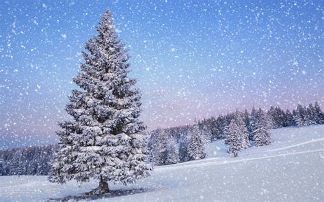 15 Winter Pine Trees Wallpaper Hd