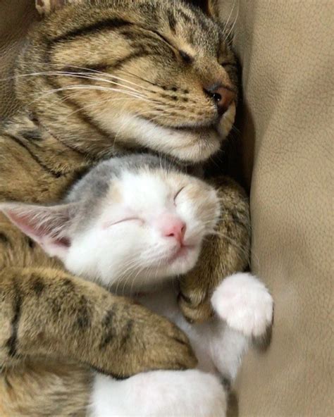 Tabby Cats Took To Orphaned Kittens And Raised Them With Cuddles Baby