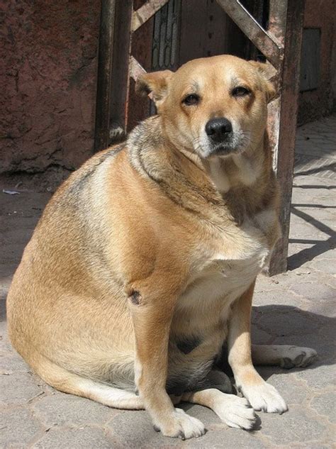 5 Fat Dog Breeds Pethelpful