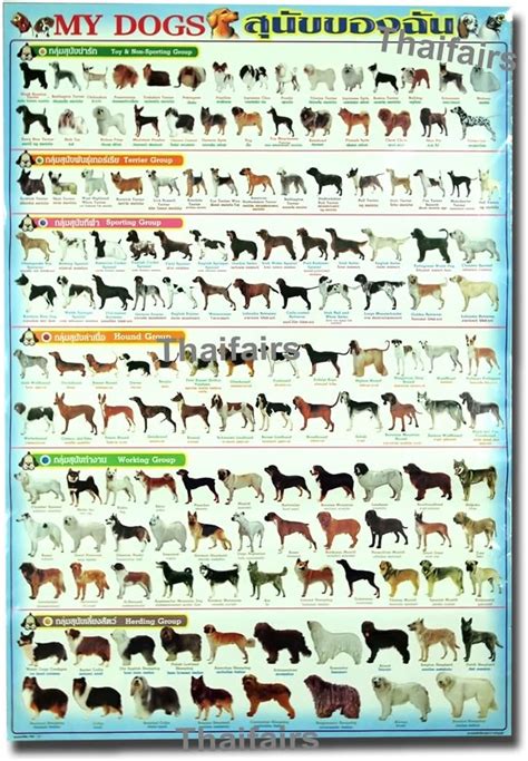 My Dog Breeds Poster More Than 100 World Dogs Specie For Education