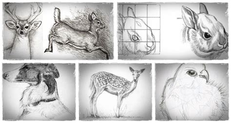 How To Sketch Animals “drawing Animals In Pencil” Helps People Become
