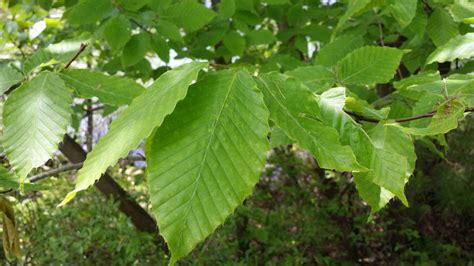 American Beech Fagus Grandifolia Deciduous Trees