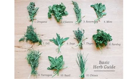 Herbs Fresh Guide