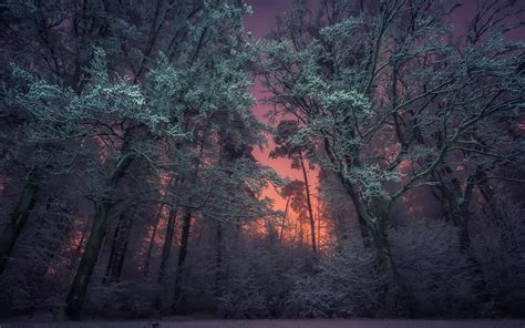 Hintergrundbilder Sonnenlicht Bäume Landschaft Wald Nacht Natur